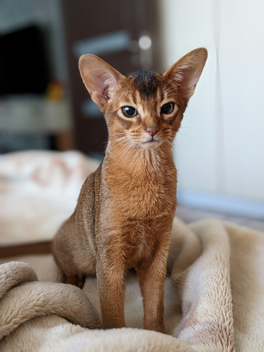 Abyssinian