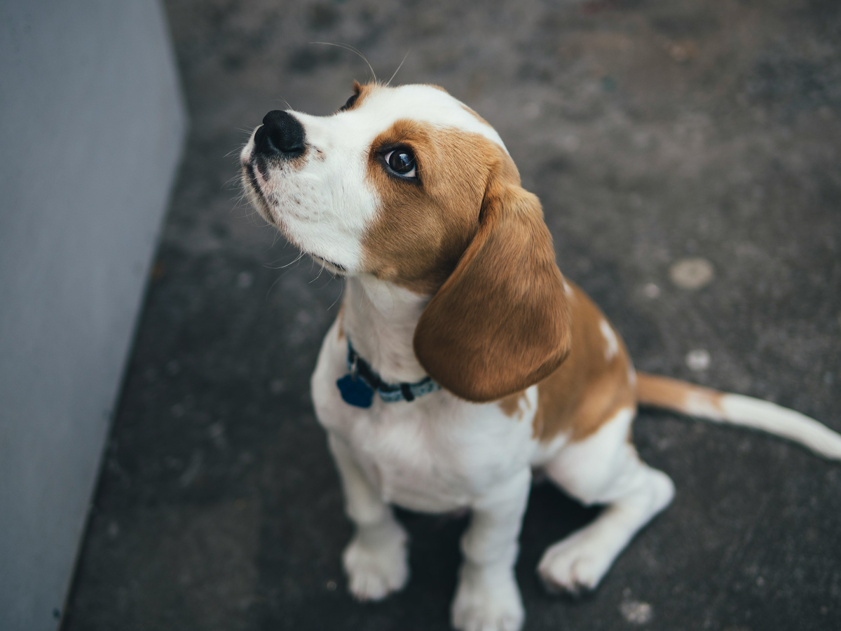 Beagle Pet