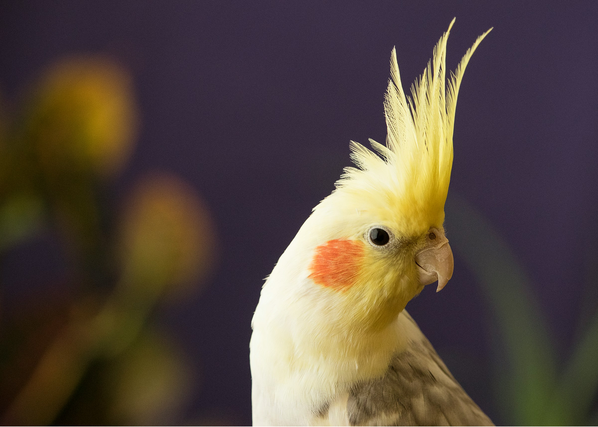 Cockatiel