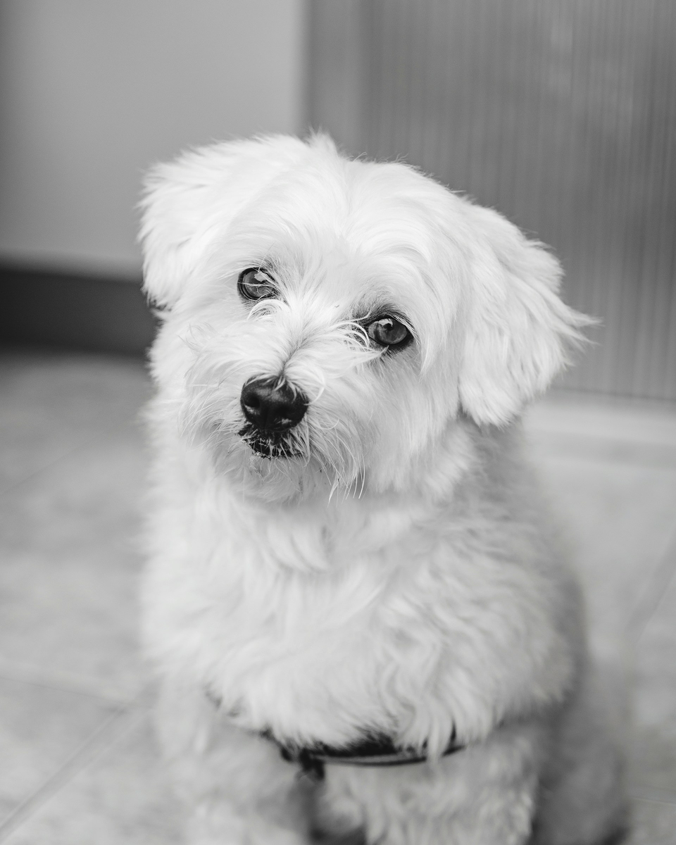 Maltese