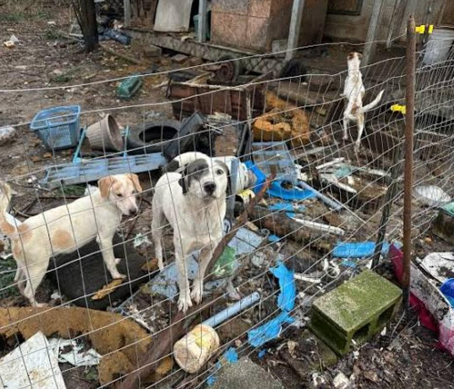 Rescue